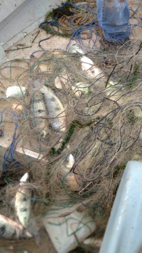 Apreensão pesca predatória