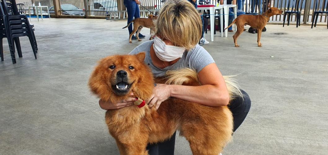 Organizações da Sociedade Civil (OSCs) e protetores independentes de animais de Foz do Iguaçu recebem, entre 11 e 21 deste mês, o Programa Permanente de Esterilização de Cães e Gatos, desenvolvido pela Secretaria de Estado do Desenvolvimento Sustentável e do Turismo