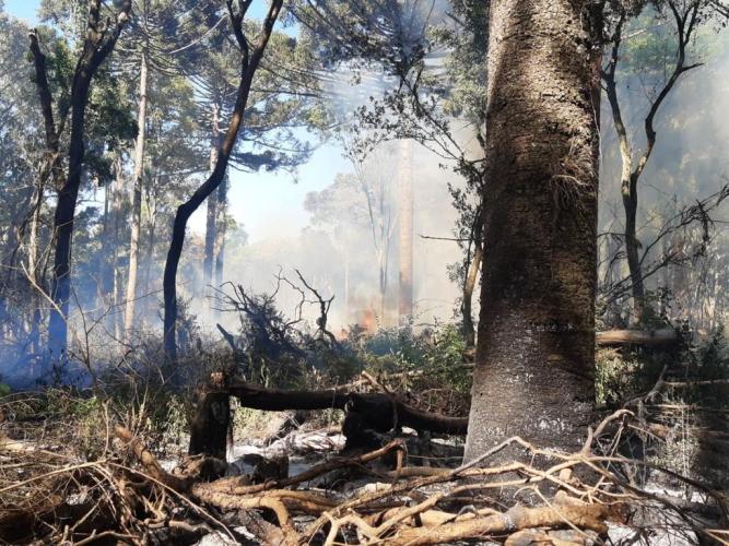 Foto: Divulgação Sedest/IAT