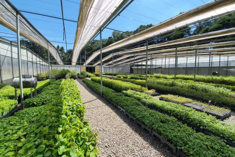 O Instituto Água e Terra (IAT), vinculado à Secretaria do Desenvolvimento Sustentável e do Turismo (Sedest), firmou parceria com o Distrito 4710 do Rotary International para o plantio de 250 mil árvores nativas. - Foto: IAT