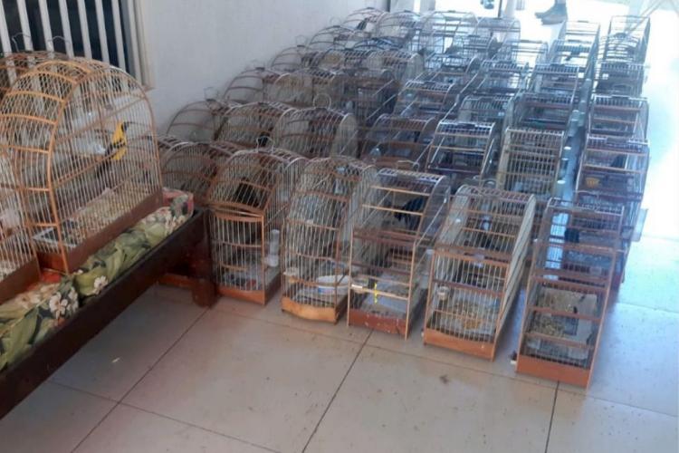 Policiais militares da 5ª Companhia do Batalhão de Polícia Ambiental Força Verde (BPAmb-Fv) resgataram 116 pássaros silvestres, de diversas raças, visto que seu proprietário não possuía documentação legal para criá-los. A ação foi conduzida no município de Pato Branco, no Sudoeste do Paraná, nesta terça-feira (04/05). - Foto: SESP/PR