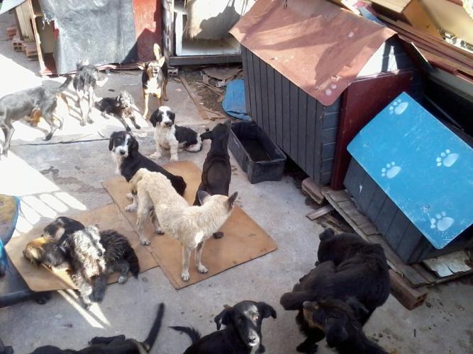 Pesquisa científica busca identificar acumuladores de animais. Foto: UFPR