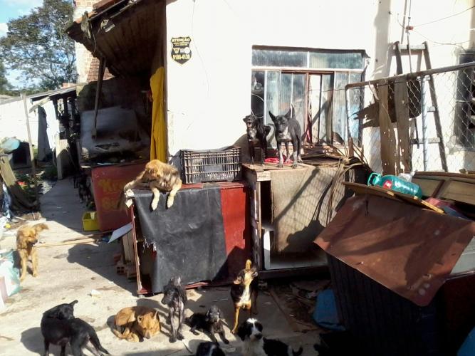 Pesquisa científica busca identificar acumuladores de animais. Foto: UFPR