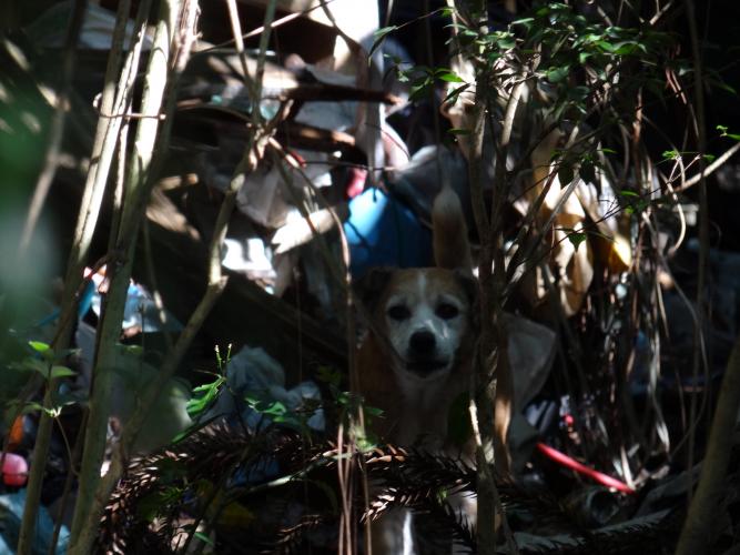 Pesquisa científica busca identificar acumuladores de animais. Foto: UFPR