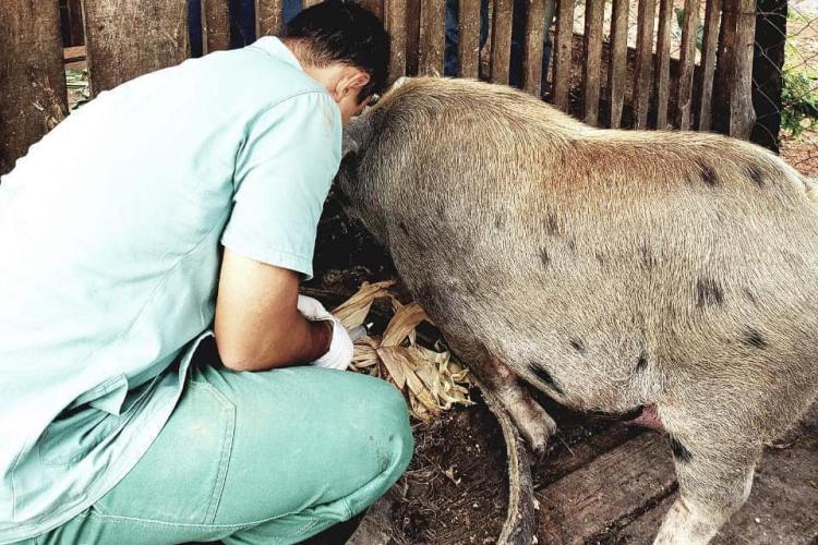 Pesquisa pretende prever possíveis pandemias provocadas pela relação do homem com os animais . Foto: Adapa