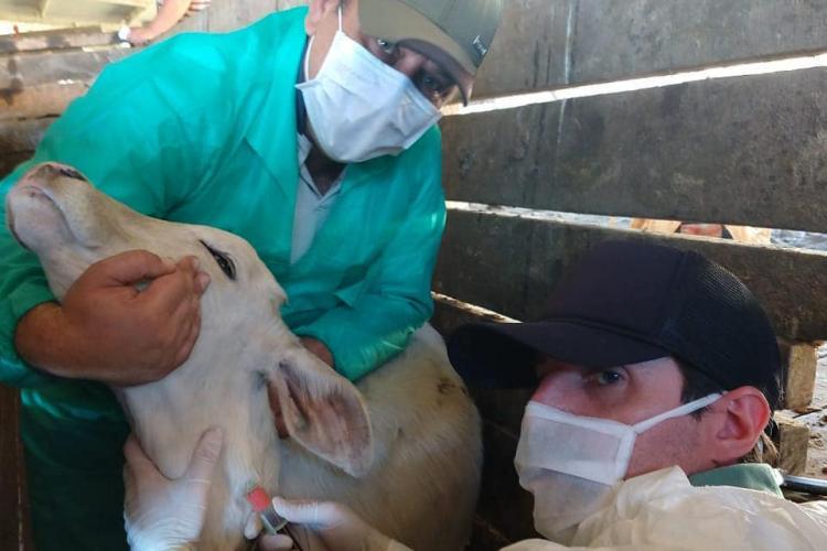 Pesquisa pretende prever possíveis pandemias provocadas pela relação do homem com os animais . Foto: Adapa