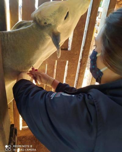 Pesquisa pretende prever possíveis pandemias provocadas pela relação do homem com os animais . Foto: Adapa