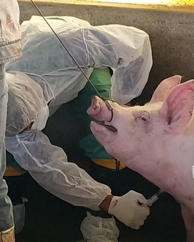 Pesquisa pretende prever possíveis pandemias provocadas pela relação do homem com os animais . Foto: Adapa