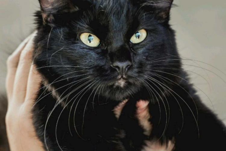 O CastraPet, Programa Permanente de Esterilização de Cães e Gatos, estará em Piraquara, entre os dias 25 e 29 de maio, para castrar mais de 700 animais domésticos no município. Foto:SEDEST