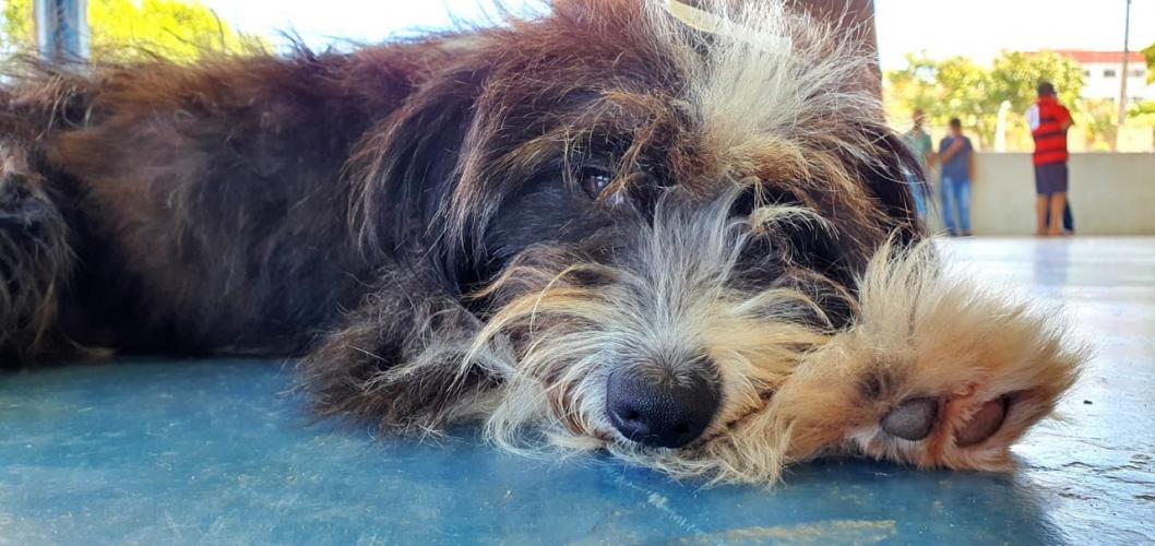 O CastraPet, Programa Permanente de Esterilização de Cães e Gatos, estará em Piraquara, entre os dias 25 e 29 de maio, para castrar mais de 700 animais domésticos no município. Foto:SEDEST