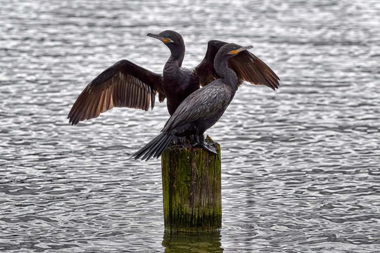 Programas e ações de conservação e restauração garantem a biodiversidade do Paraná. Foto: Denis Ferreira Netto/SEDEST