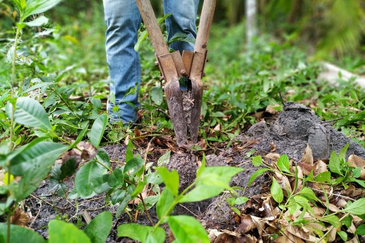 Programas e ações de conservação e restauração garantem a biodiversidade do Paraná. Foto: Denis Ferreira Netto/SEDEST