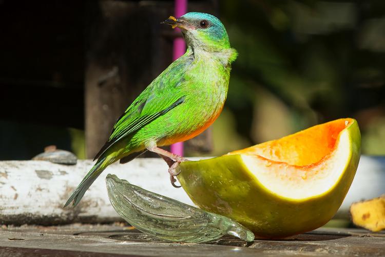 Programas e ações de conservação e restauração garantem a biodiversidade do Paraná. Foto: Denis Ferreira Netto/SEDEST