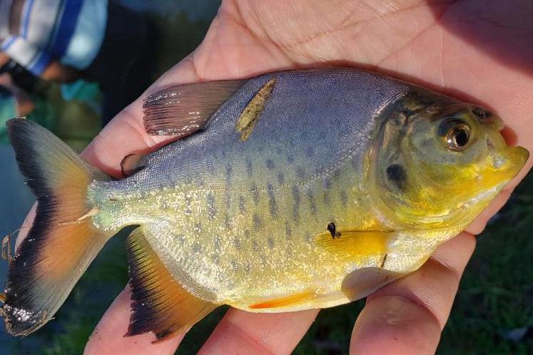 peixamento