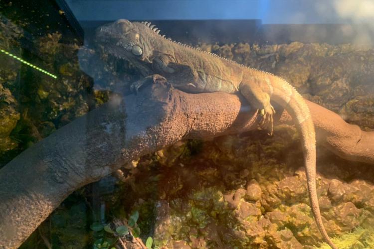 apreensão de animais