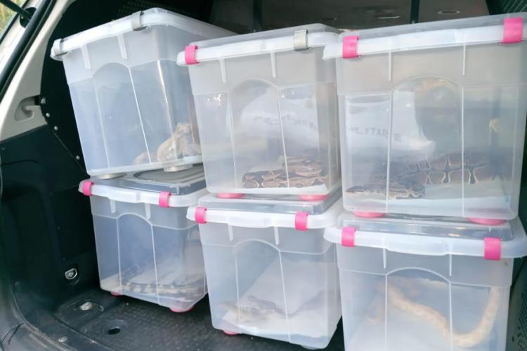 apreensão de animais