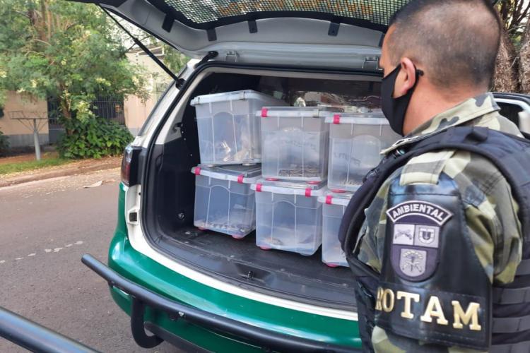 apreensão de animais