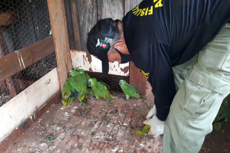IAT encaminha para tratamento 58 aves nativas feridas após tempestade . Foto: IAT/Força Verde