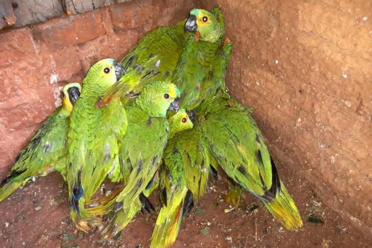 IAT encaminha para tratamento 58 aves nativas feridas após tempestade . Foto: IAT/Força Verde