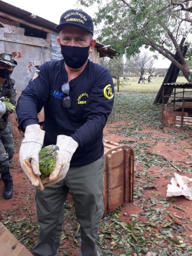 IAT encaminha para tratamento 58 aves nativas feridas após tempestade . Foto: IAT/Força Verde