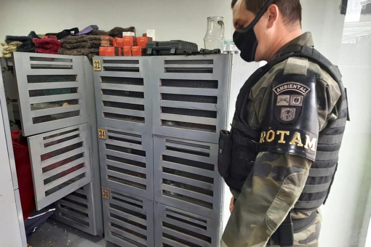 apreensão de ouriço