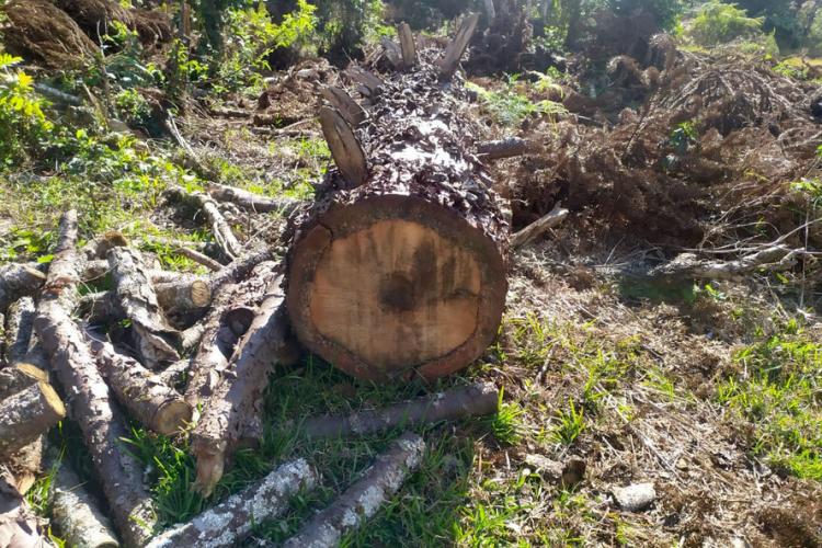 Fiscalização Guarapuava/Prudentópolis