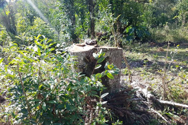 Fiscalização Guarapuava/Prudentópolis