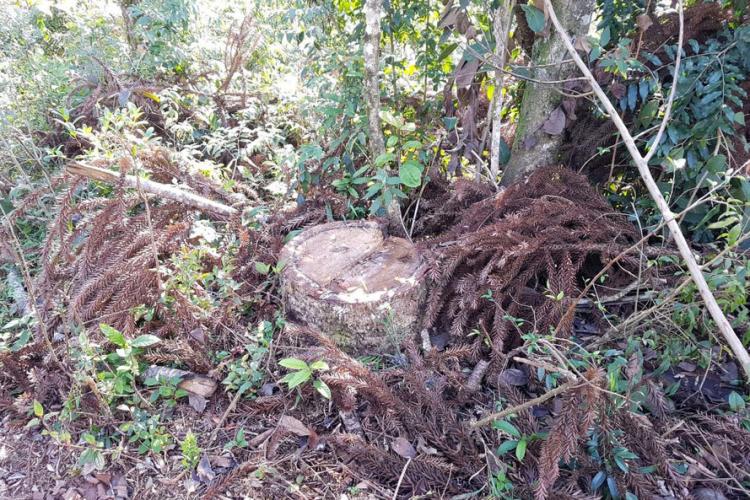 Fiscalização Guarapuava/Prudentópolis