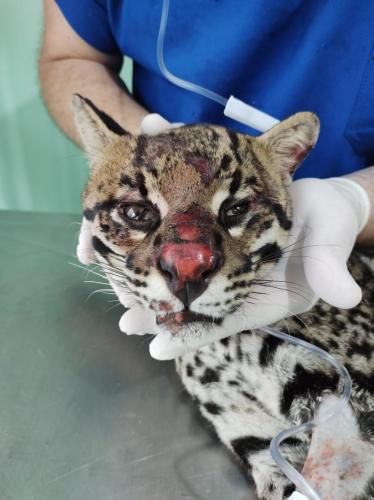 Após quatro meses de tratamento, uma jaguatirica foi reinserida na natureza, na região dos Campos Gerais. O animal foi atropelado em rodovia na região na BR-277. - Curitiba, 03/07/2021 - Foto: SEDEST/IAT