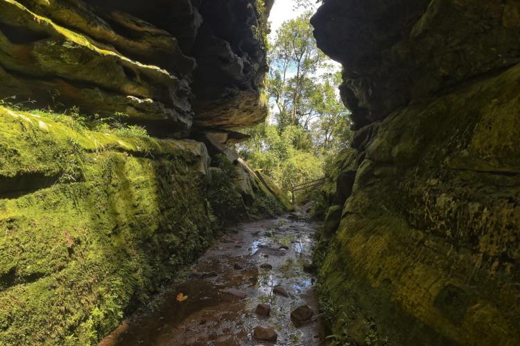 A inclusão de projetos de concessão de uso de Unidades de Conservação (UC?s) no Programa de Parcerias do Paraná (PPP) foi o tema debatido nesta quarta-feira (28), durante a 7ª Reunião do Conselho do Programa de Parcerias do Paraná. Os estudos de concessão são gerenciados pela Superintendência Geral de Parcerias (SGPAR), subordinada à Secretaria de Estado do Desenvolvimento Sustentável e do Turismo (Sedest). - Curitiba, 29/07/2021