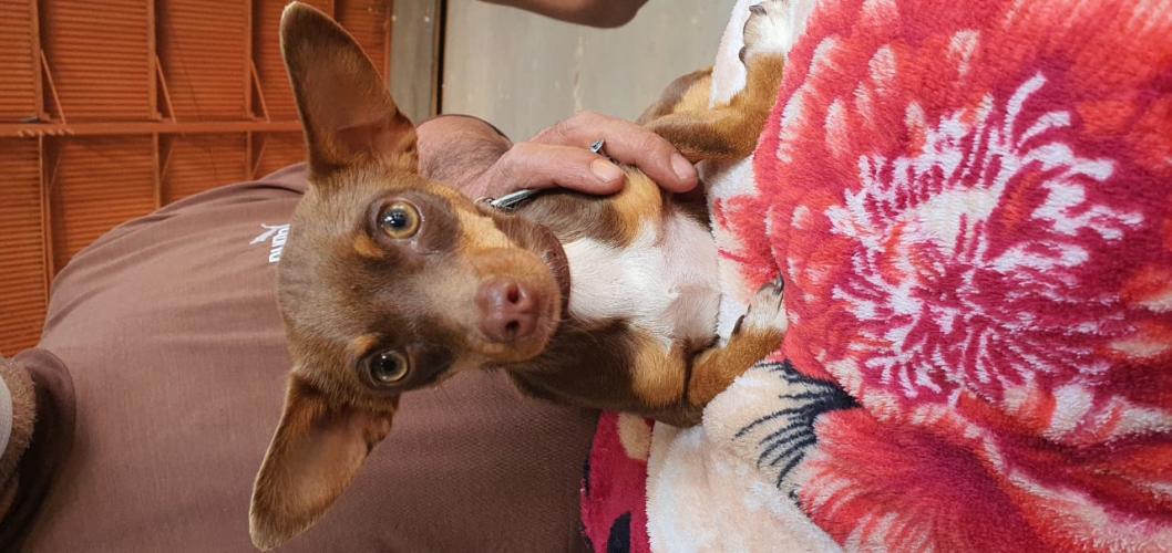 Castração em Clevelândia