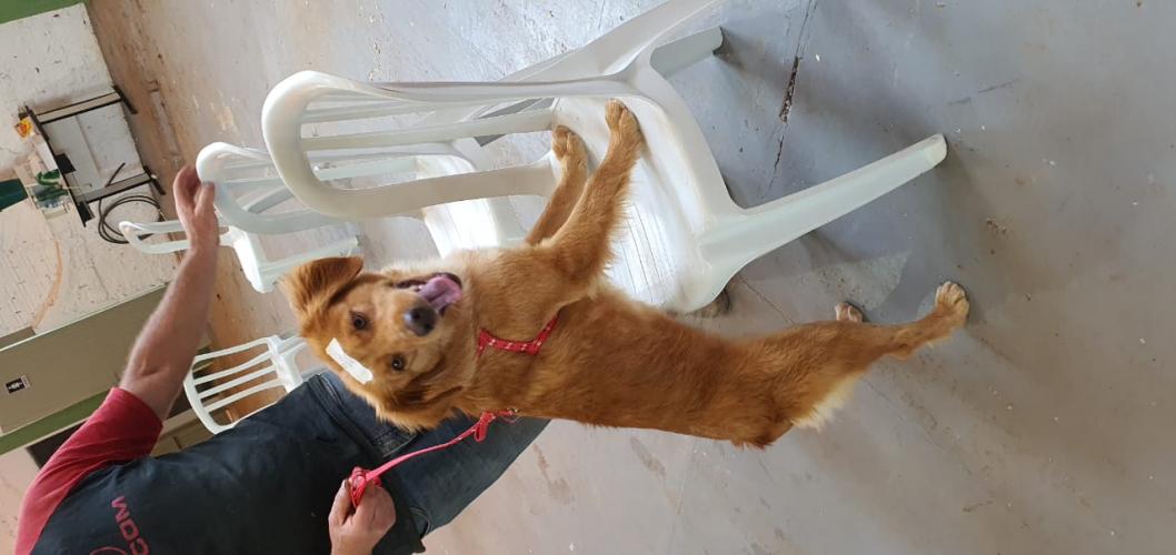 Castração em Clevelândia