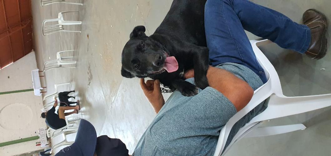 Castração em Clevelândia