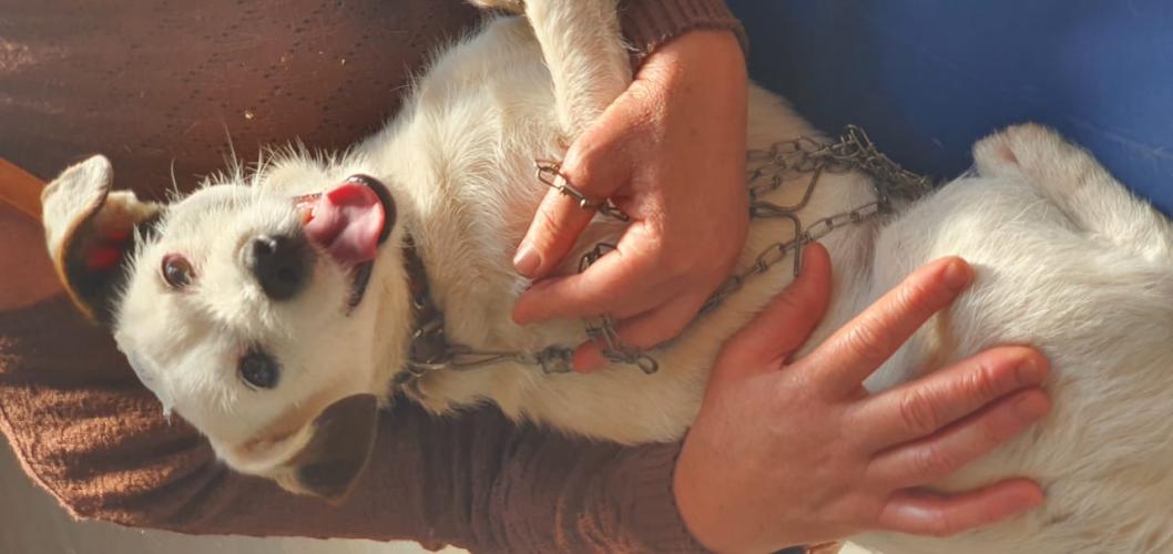 Castração em Clevelândia
