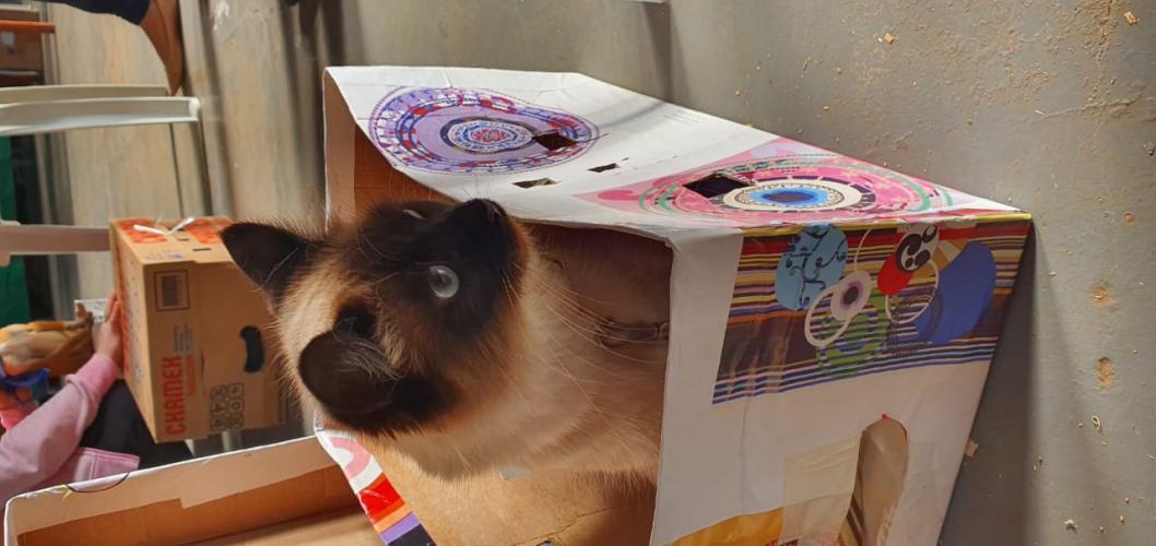 Castração em Clevelândia