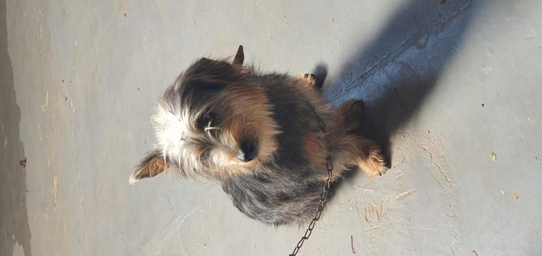 Castração em Clevelândia