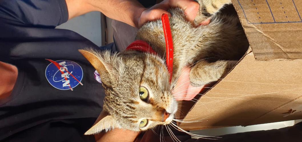 Castração em Clevelândia