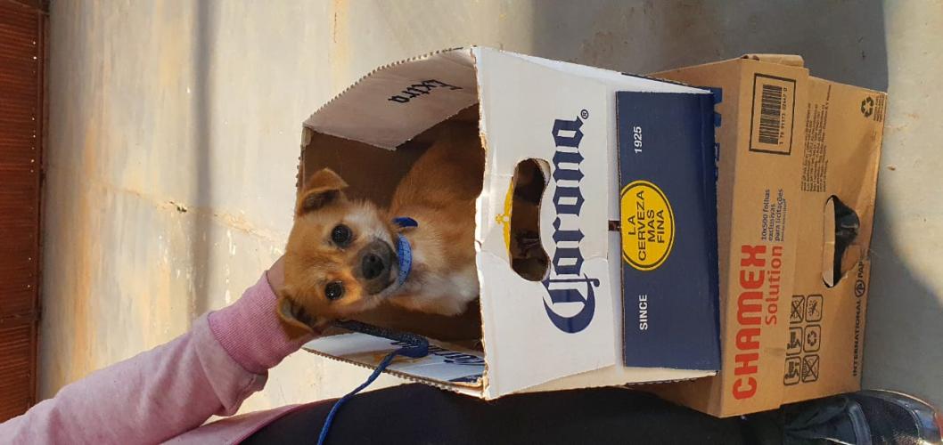 Castração em Clevelândia