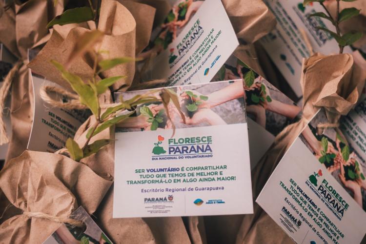 Campanha Floresce PR