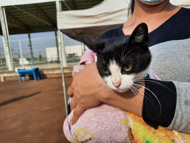 Programa CastraPet esteriliza gratuitamente animais em Guarapuava até a próxima terça-feira. Foto:SEDEST