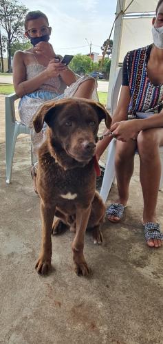 Castrapet em Arapongas