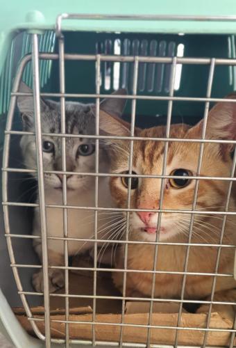 Castrapet em Arapongas