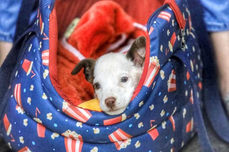 Centro de Reabilitação de animais vitimados