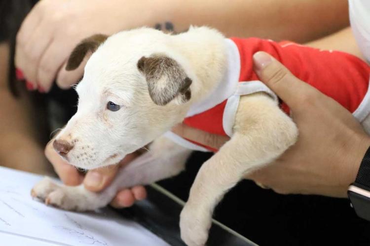 Centro de Reabilitação de animais vitimados