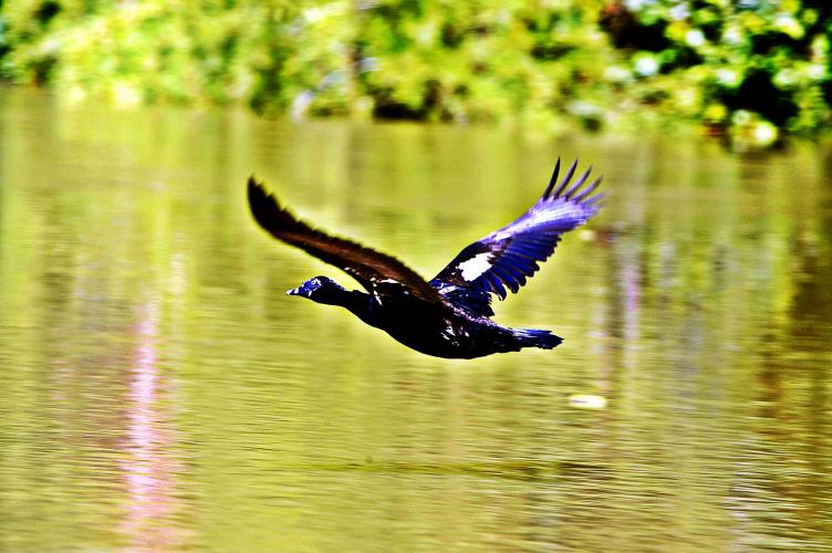 IAT conversa com comunidade sobre a utilização de recursos hídricos dos rios São Camilo e Jesuítas