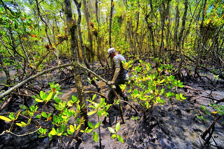 Captura do caranguejo
