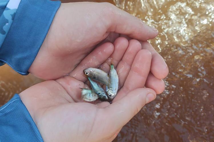 Soltura de peixes em Missal