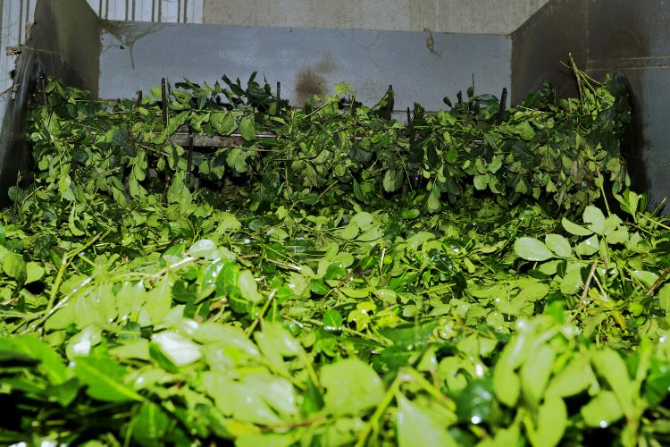 Erva mate São Mateus do Sul