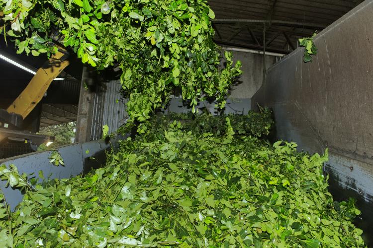 Erva mate São Mateus do Sul