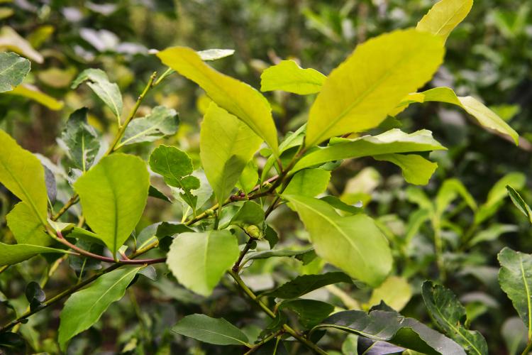 Erva mate São Mateus do Sul